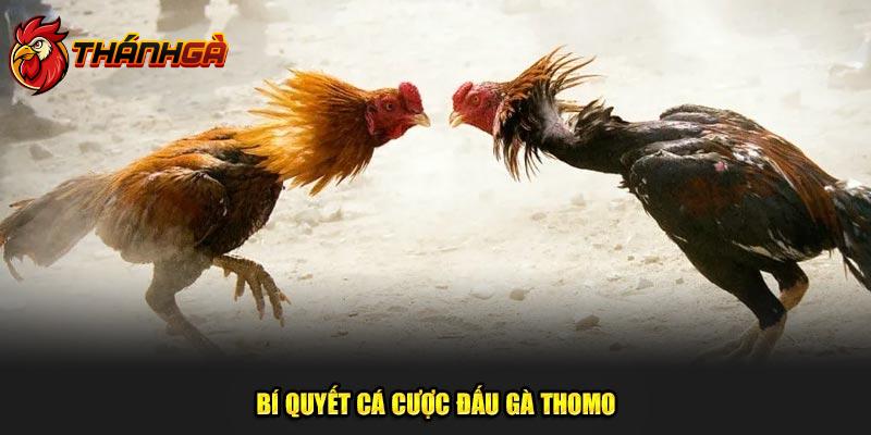 Bí quyết cá cược đấu gà Thomo