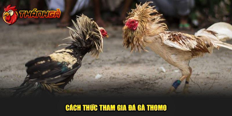 Cách tham gia vào sảnh đá gà Thomo