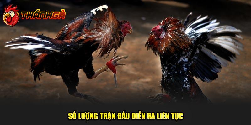 Nhiều trận đấu diễn ra liên tục 