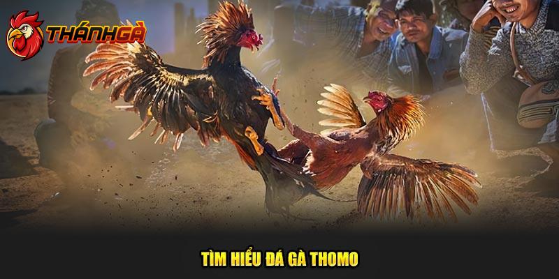 Tìm hiểu đá gà Thomo