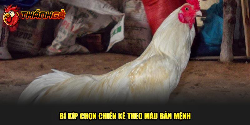 Bí kíp chọn gà Nhạn thi đấu phù hợp với màu mệnh