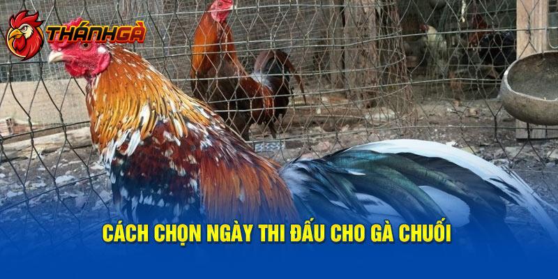 Cách chọn ngày thi đấu cho gà chuối