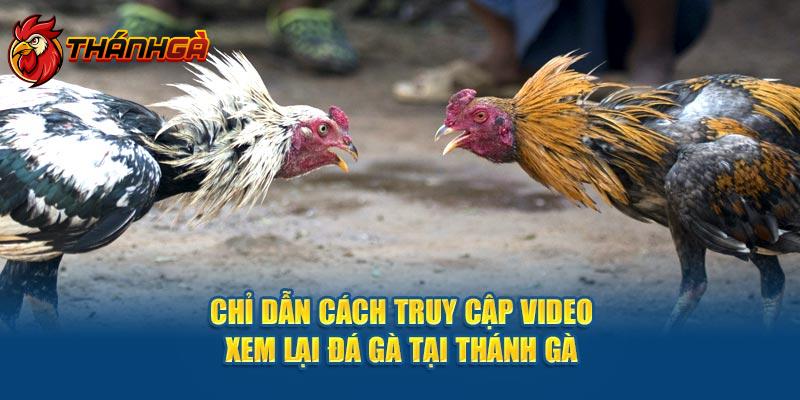 Chỉ dẫn cách truy cập video xem lại đá gà tại Thánh Gà 