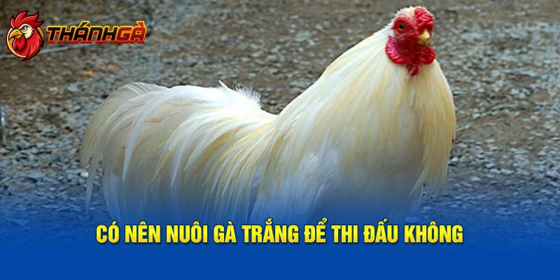 Có nên nuôi gà trắng để thi đấu không