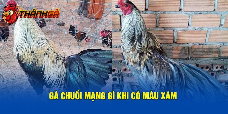 Gà chuối mạng gì khi có màu xám