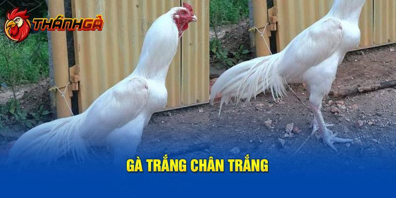 Bạch nhạn chân trắng