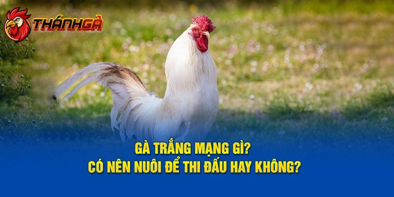 Gà Trắng Mạng Gì? Có Nên Nuôi Để Thi Đấu Hay Không?