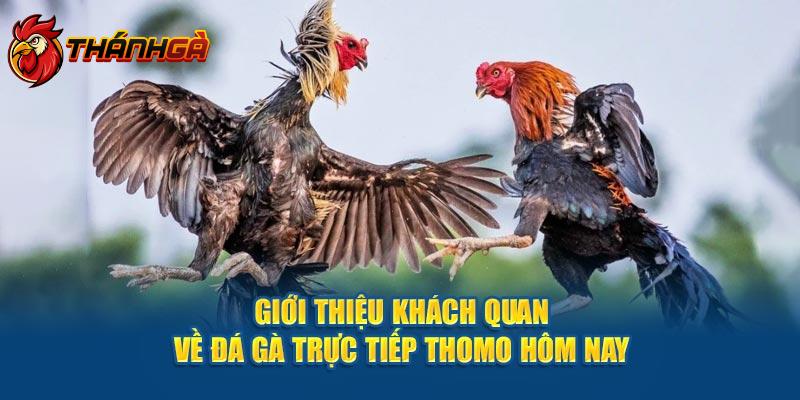 Giới thiệu khách quan về đá gà trực tiếp thomo hôm nay 