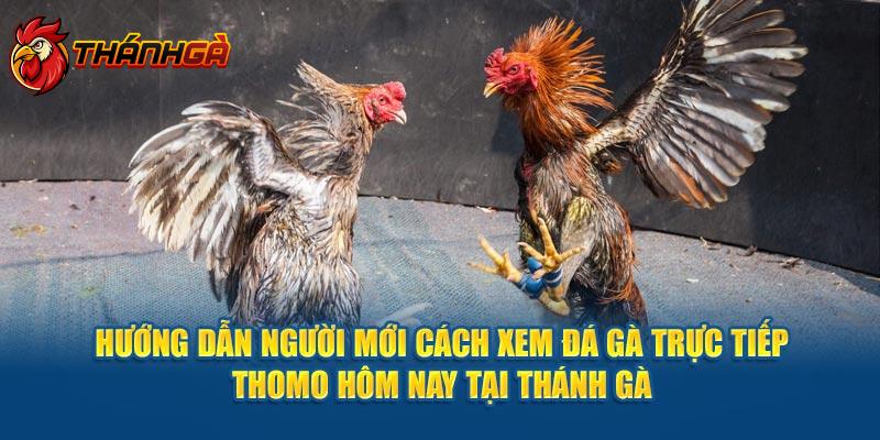      Hướng dẫn cách xem đá gà trực tiếp thomo hôm nay tại Thánh Gà 