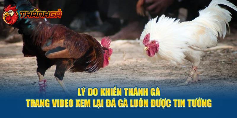 Lý do khiến Thánh Gà - Trang video xem lại đá gà luôn được tin tưởng 