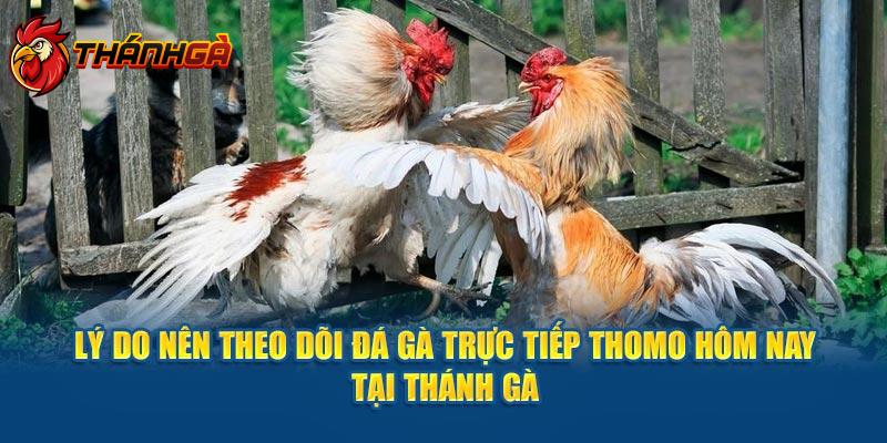 Lý do nên theo dõi đá gà trực tiếp thomo hôm nay tại Thánh Gà 