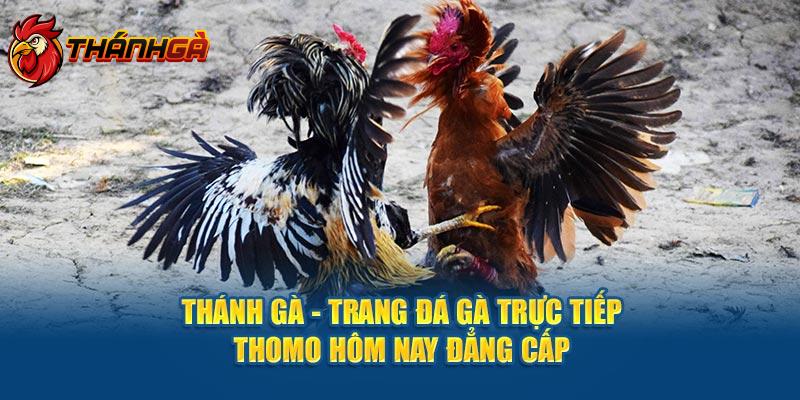 Thánh Gà - Trang Đá Gà Trực Tiếp Thomo Hôm Nay Đẳng Cấp