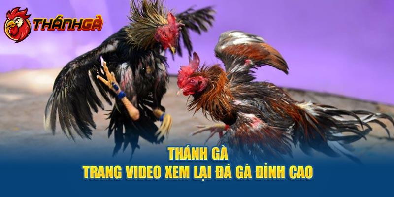 Thánh Gà - Trang Video Xem Lại Đá Gà Đỉnh Cao 2024