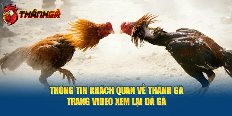 Thông tin khách quan về Thánh Gà - Trang video xem lại đá gà 