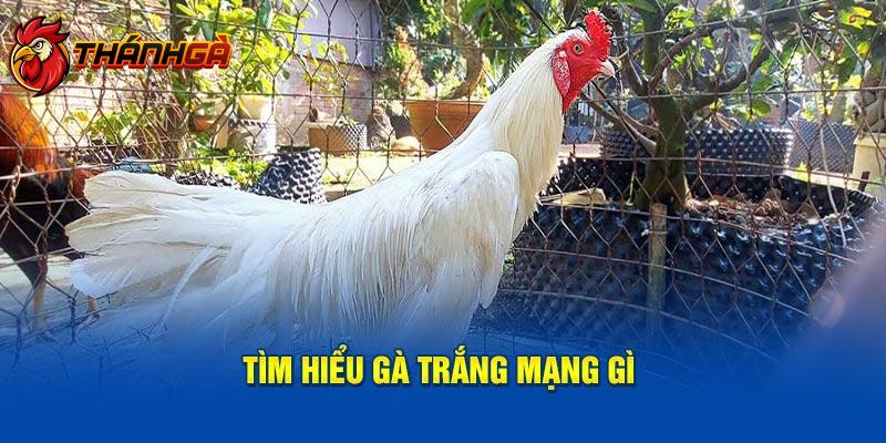 Tìm hiểu gà trắng mạng gì